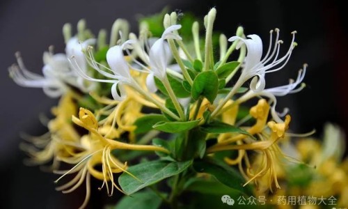 桑皮的功效与作用及禁忌的功效与作用-中药桑皮的功效和作用-桑皮功效与主治,中国中药桑皮功效与作用及禁忌网站