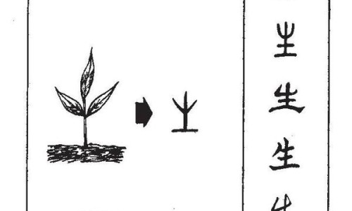 桑皮的功效与作用及禁忌的功效与作用-中药桑皮的功效和作用-桑皮功效与主治,中国中药桑皮功效与作用及禁忌网站